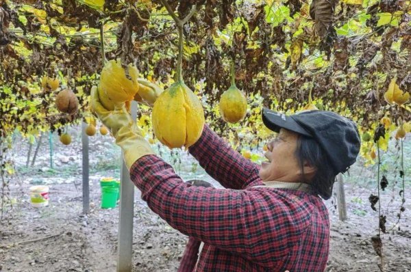 商洛米粮镇：藤蔓结满“黄金果” 群众采摘笑开颜